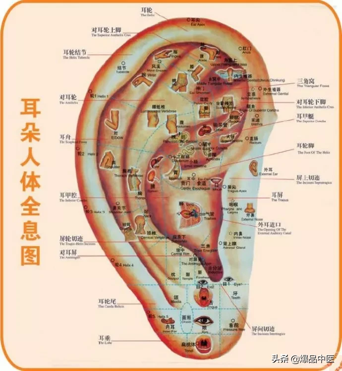 值得好好看:针灸、按摩全息之精髓(全身投影图)