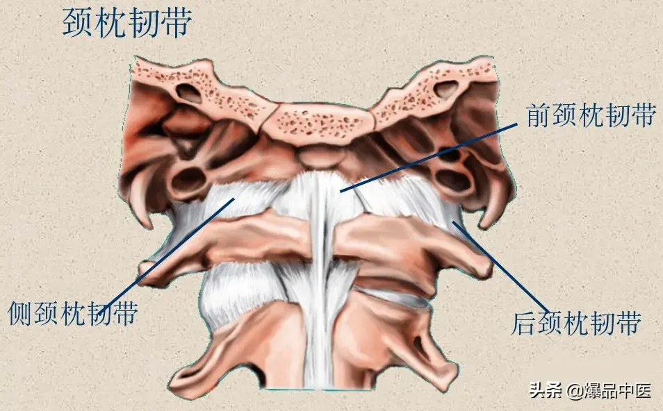 收藏了：脊柱超详细解剖，高清图文版