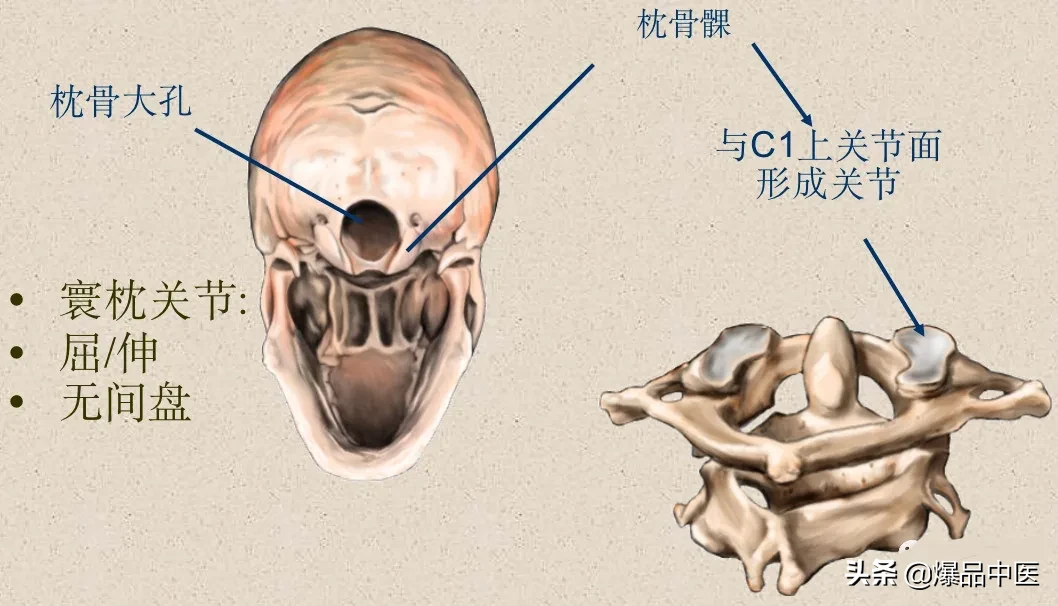 收藏了：脊柱超详细解剖，高清图文版