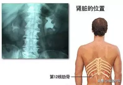 人体自身补肾法!让你腰也不酸了,腿不疼了