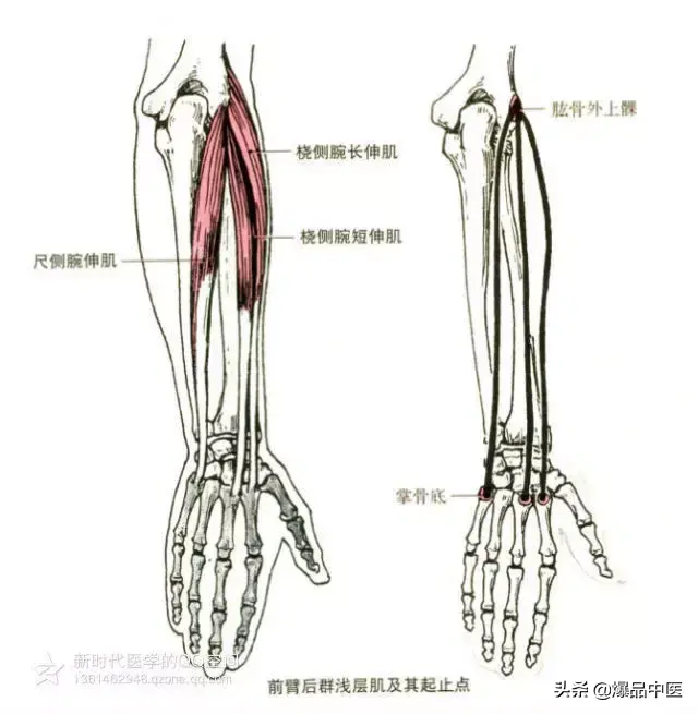 最全人体肌肉解剖套图,值得收藏