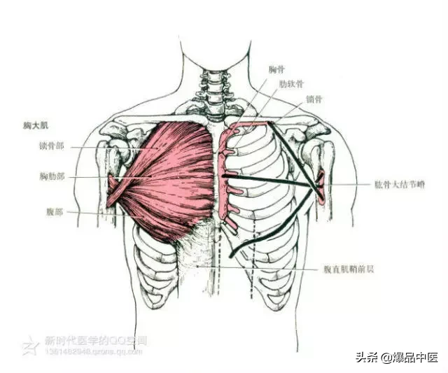 最全人体肌肉解剖套图,值得收藏