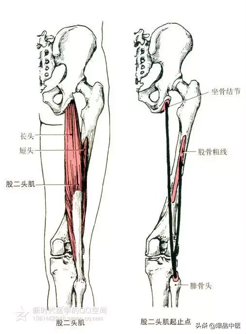 最全人体肌肉解剖套图,值得收藏