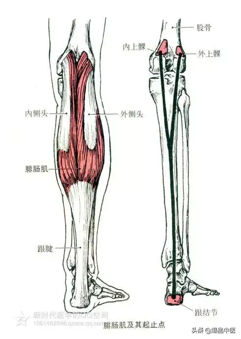 最全人体肌肉解剖套图,值得收藏