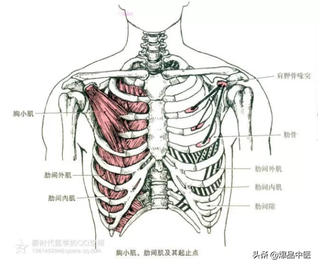 最全人体肌肉解剖套图,值得收藏