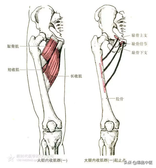 最全人体肌肉解剖套图,值得收藏