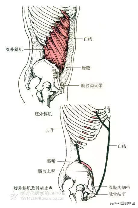 最全人体肌肉解剖套图,值得收藏