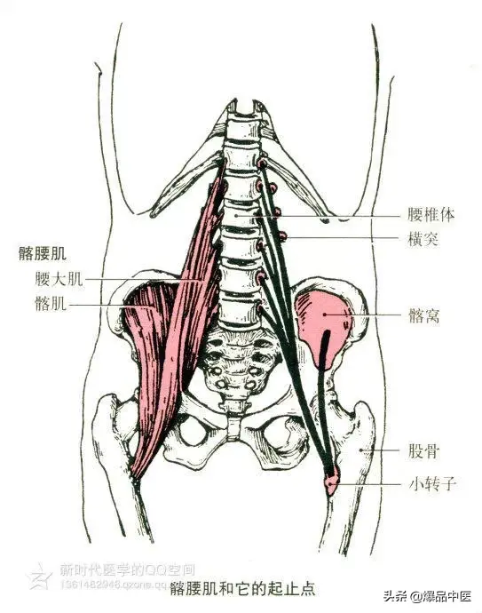 最全人体肌肉解剖套图,值得收藏