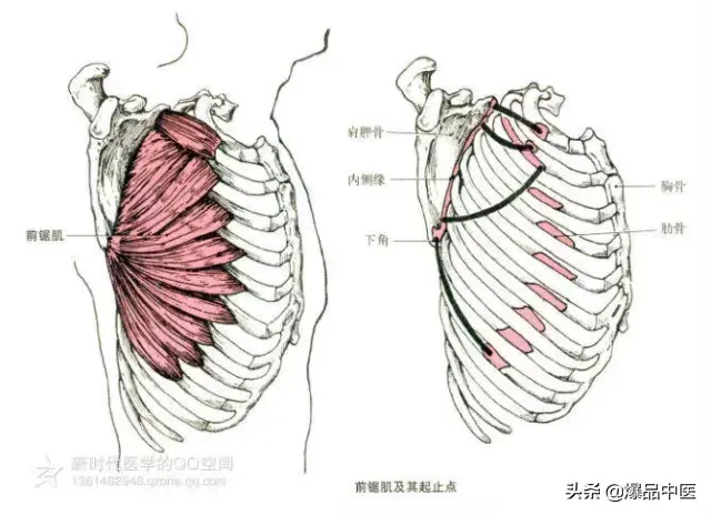 最全人体肌肉解剖套图,值得收藏