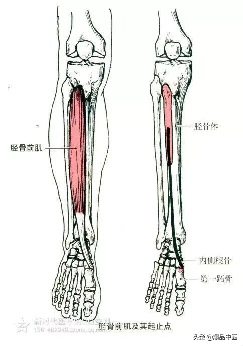 最全人体肌肉解剖套图,值得收藏