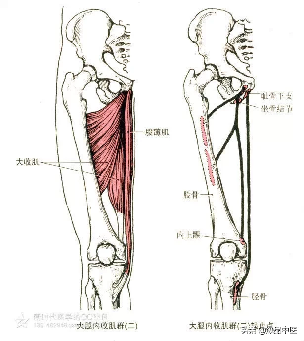 最全人体肌肉解剖套图,值得收藏