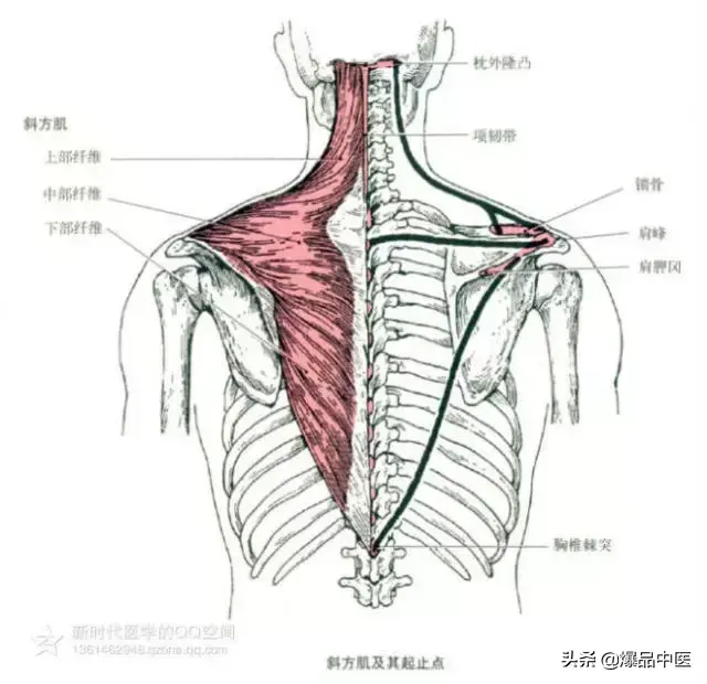 最全人体肌肉解剖套图,值得收藏