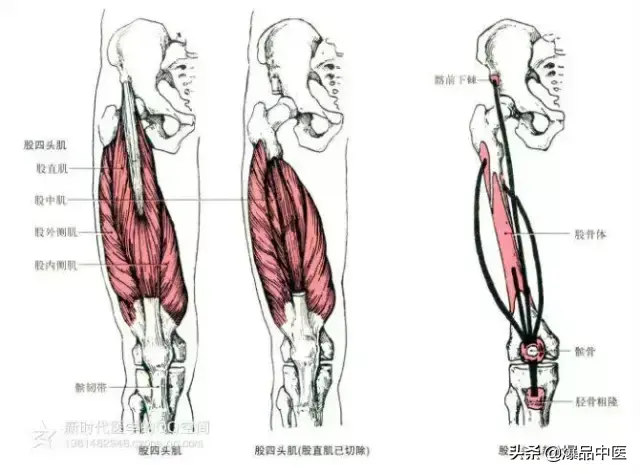 最全人体肌肉解剖套图,值得收藏