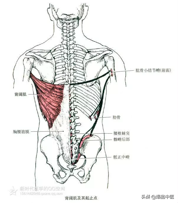 最全人体肌肉解剖套图,值得收藏