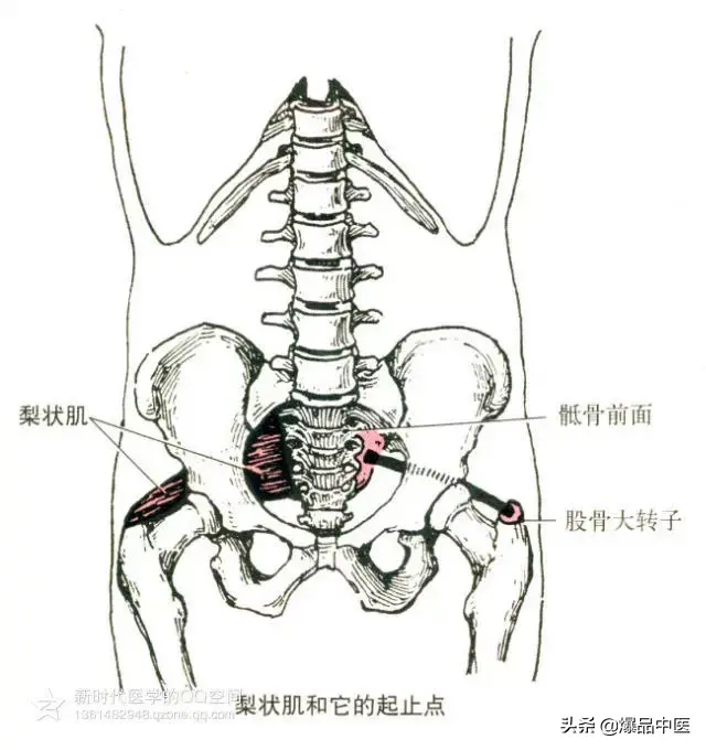 最全人体肌肉解剖套图,值得收藏