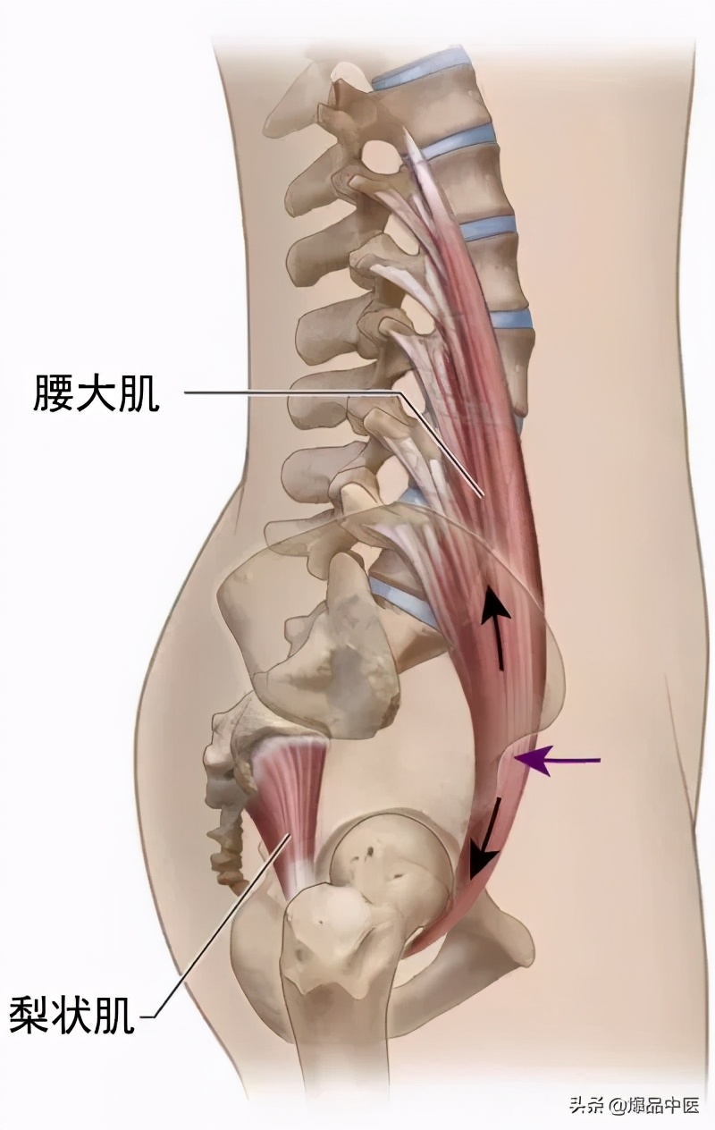 腰大肌的功能解剖动图,人体关键部位