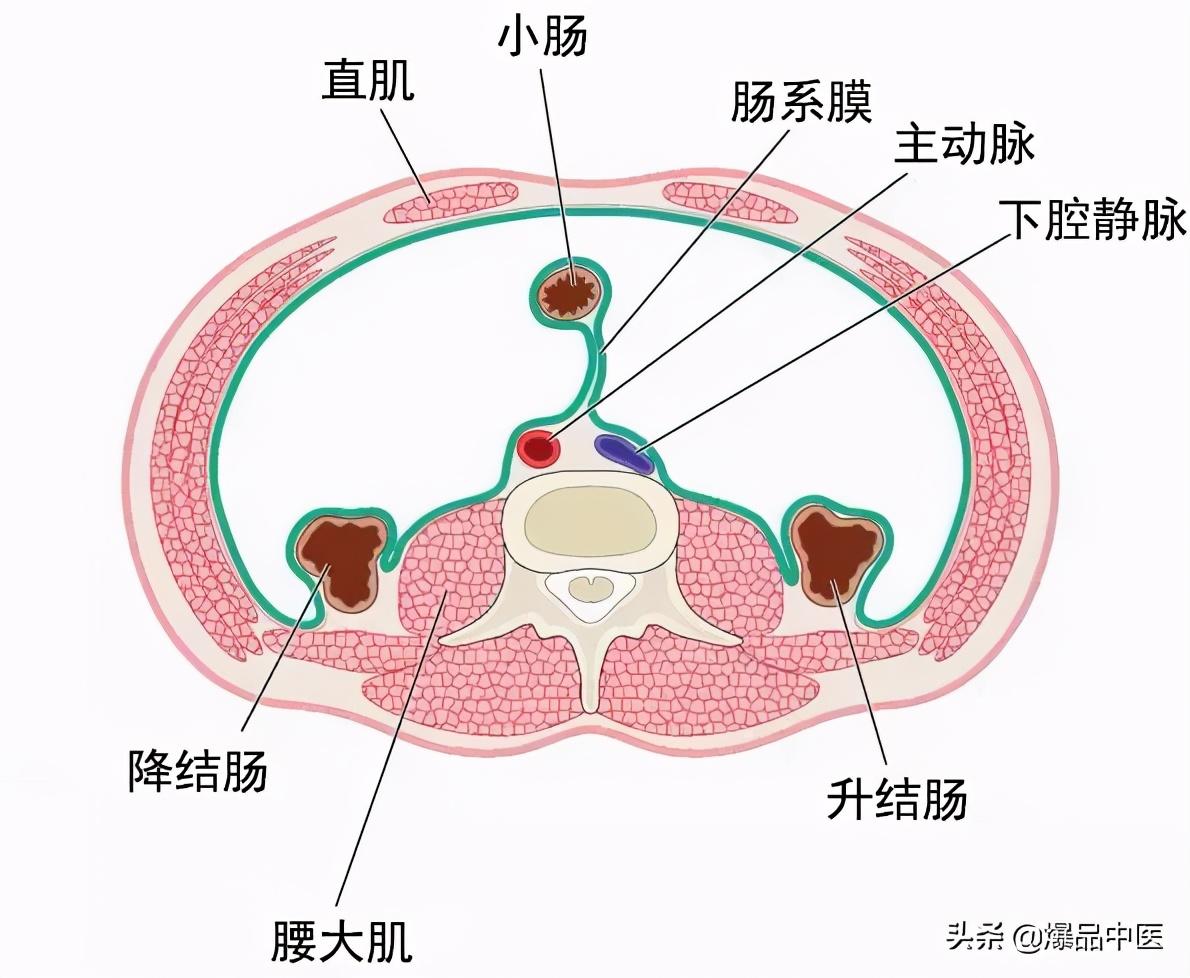 腰大肌的功能解剖动图,人体关键部位