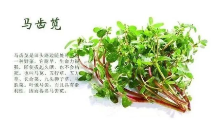 马齿苋.png