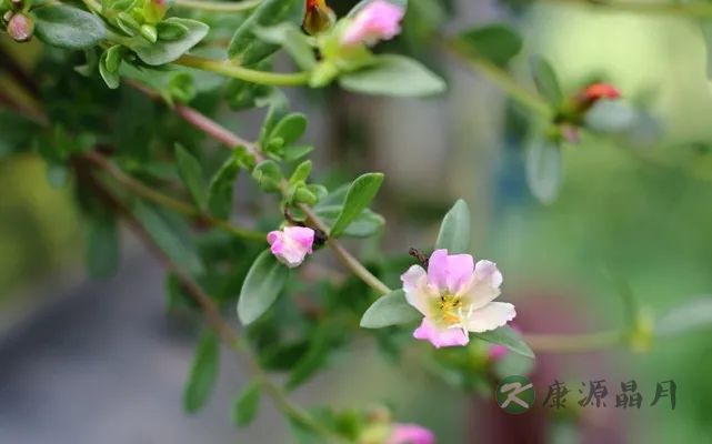 马齿苋开花.jpg