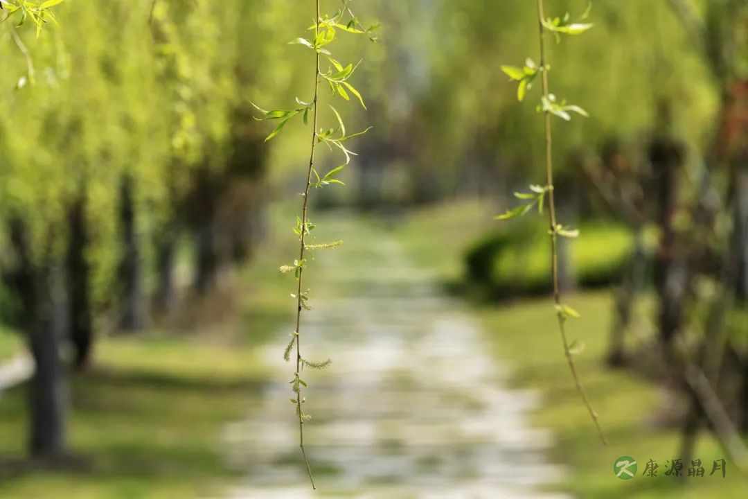 慢性荨麻疹.jpg