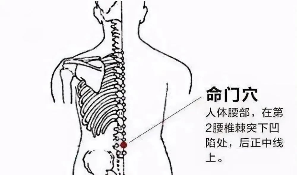 命门、肾俞.jpg