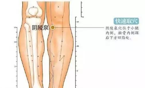 阴陵泉.jpg