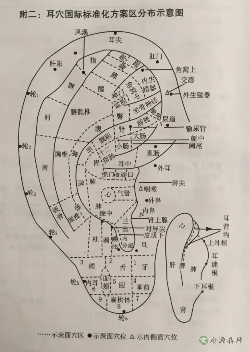 耳穴.jpg
