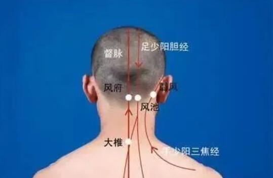 头颈部经络.jpg